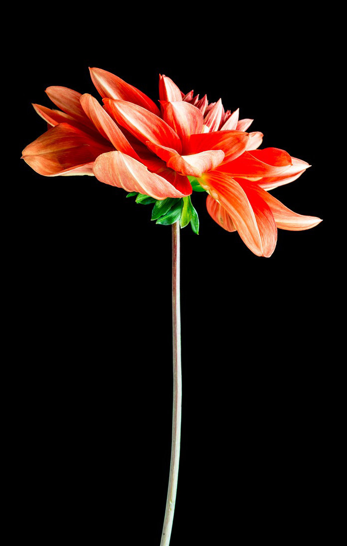 orange flower by Erica McCaig via Pixabay